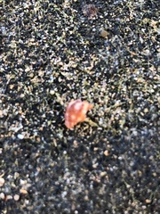 Nerita versicolor