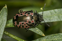 Calligrapha diversa