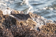 Calidris ptilocnemis