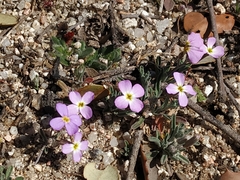 Malcolmia triloba
