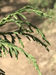 Juniperus flaccida