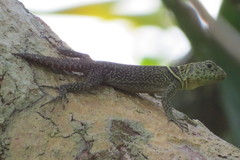 Uracentron flaviceps