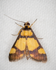 Deuterarcha xanthomela
