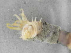Ampharetidae