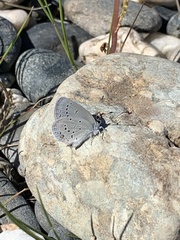 Cupido amyntula