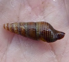 Ophiodermella