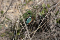 Alcedo atthis