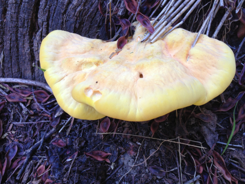 Laetiporus gilbertsonii image