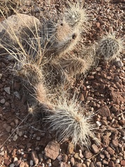 Opuntia polyacantha erinacea