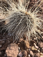 Opuntia polyacantha erinacea