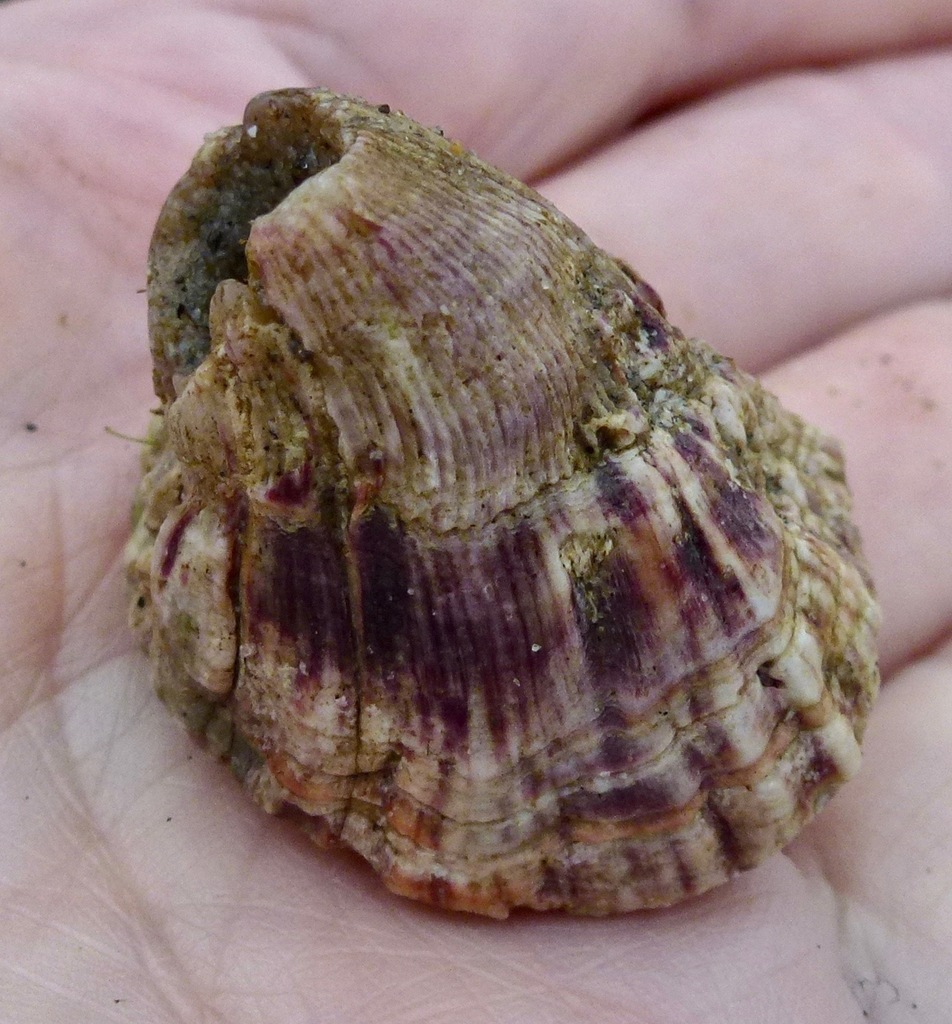 Menesiniella