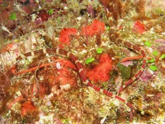 Corythoichthys amplexus