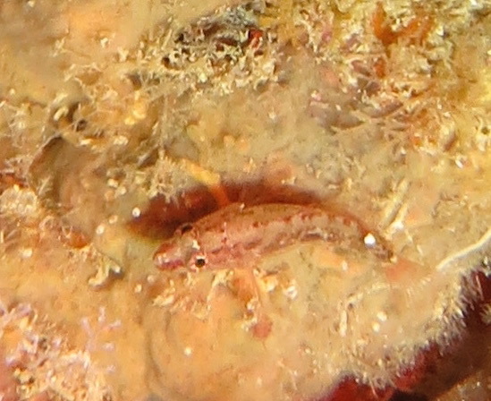 Xenanthias longimanus