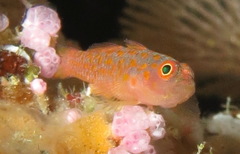 Trimma annosum
