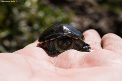 Kinosternon hirtipes murrayi