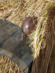 Nothoprocta perdicaria