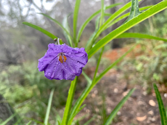 Solanum vescum