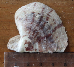 Pinctada maculata