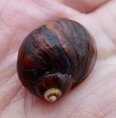Nucella emarginata