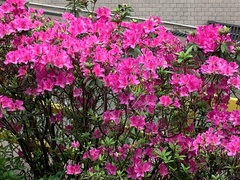 Rhododendron pulchrum phoeniceum