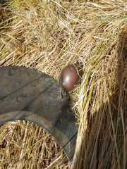 Nothoprocta perdicaria