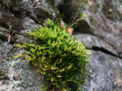 Selaginella wallacei