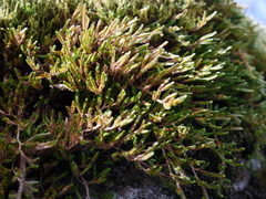Selaginella wallacei