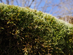 Selaginella wallacei