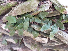 Tectaria zeilanica