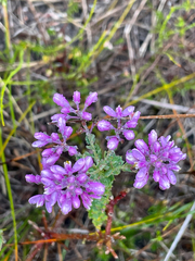 Comesperma ericinum