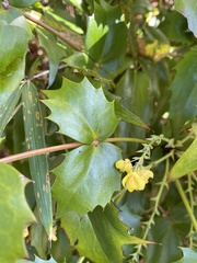 Berberis japonica