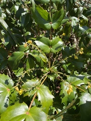 Berberis japonica