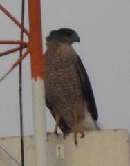 Accipiter cooperii