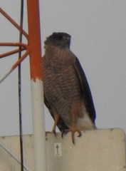 Accipiter cooperii