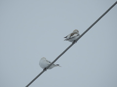 Plectrophenax hyperboreus