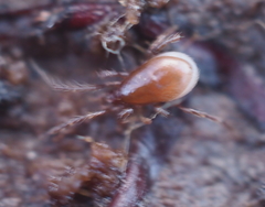 Pergamasus