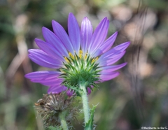 Xanthisma gymnocephalum