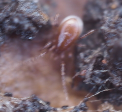 Pergamasus