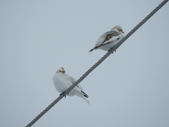 Plectrophenax hyperboreus