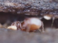 Pergamasus