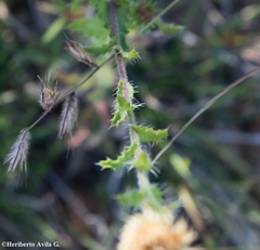 Xanthisma gymnocephalum