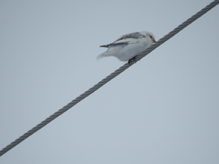 Plectrophenax hyperboreus