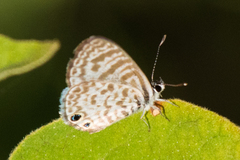 Leptotes cassius