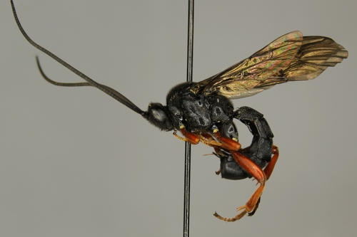 Spudaeus scaber