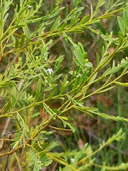 Olax stricta