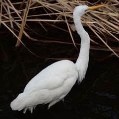 Ardea alba