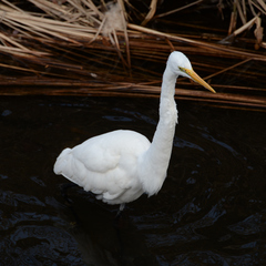 Ardea alba