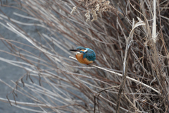Alcedo atthis