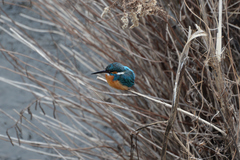 Alcedo atthis