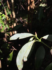 Machilus japonica
